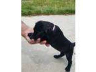 German Shorthaired Pointer Puppy for sale in Hudsonville, MI, USA