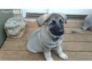 Mutt Puppy for sale in North Richland Hills, TX, USA