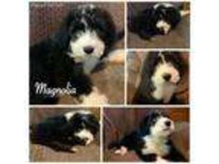 Old English Sheepdog Puppy for sale in Lakewood, CO, USA