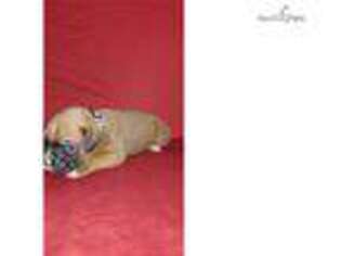 Boxer Puppy for sale in Saint Joseph, MO, USA