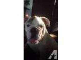 Bulldog Puppy for sale in TARPON SPRINGS, FL, USA