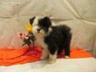 Mutt Puppy for sale in Grandview, WA, USA