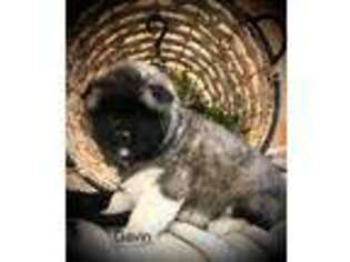 Akita Puppy for sale in Elizabethville, PA, USA