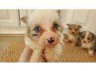 Pembroke Welsh Corgi Puppy for sale in Orem, UT, USA