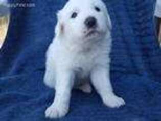 Great Pyrenees Puppy for sale in Raleigh, NC, USA