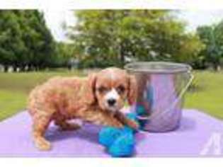Cavalier King Charles Spaniel Puppy for sale in POPLAR BLUFF, MO, USA