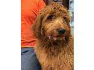 Goldendoodle Puppy for sale in Elburn, IL, USA