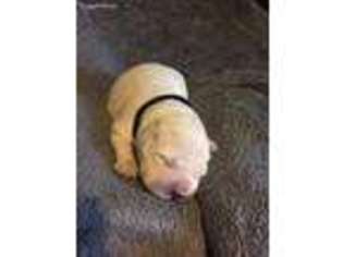 Mutt Puppy for sale in Cherry Valley, IL, USA