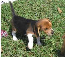 Beagle Puppy for sale in Columbus, OH, USA
