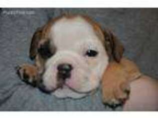 Bulldog Puppy for sale in Jeffersonville, KY, USA
