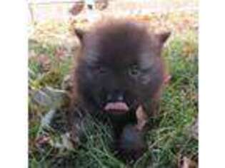 Keeshond Puppy for sale in Memphis, MO, USA