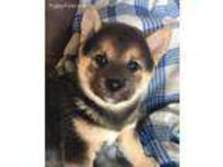 Shiba Inu Puppy for sale in Riverview, FL, USA