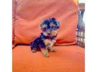 Yorkshire Terrier Puppy for sale in Crosby, TX, USA