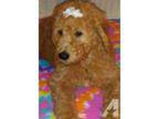 Goldendoodle Puppy for sale in HAMILTON, OH, USA