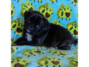 Pug Puppy for sale in Vermilion, OH, USA