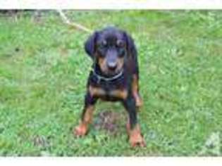 Doberman Pinscher Puppy for sale in SPRING GROVE, PA, USA