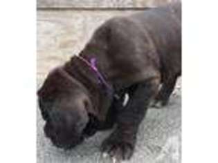 Neapolitan Mastiff Puppy for sale in LUTHER, OK, USA