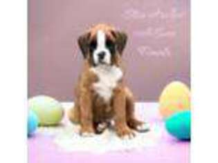 Boxer Puppy for sale in Red Boiling Springs, TN, USA