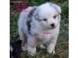 Miniature Australian Shepherd Puppy for sale in Cheyenne, WY, USA