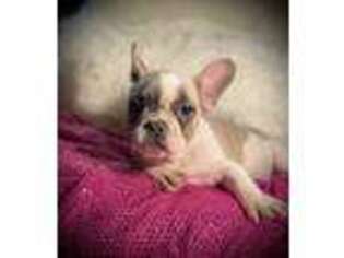 French Bulldog Puppy for sale in Enid, MS, USA