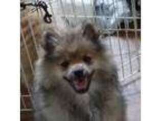 Pomeranian Puppy for sale in Gold Beach, OR, USA
