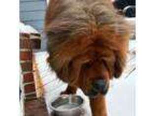 Tibetan Mastiff Puppy for sale in Clarkston, MI, USA