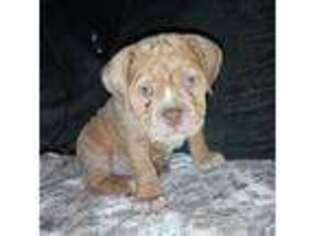 Olde English Bulldogge Puppy for sale in Attleboro, MA, USA