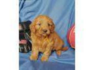 Goldendoodle Puppy for sale in Rolla, MO, USA