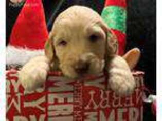 Goldendoodle Puppy for sale in Holt, MO, USA