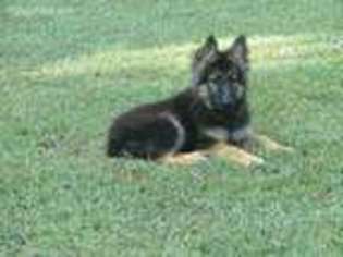 German Shepherd Dog Puppy for sale in New London, NC, USA