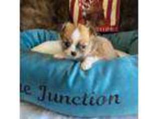 Chihuahua Puppy for sale in La Plata, MD, USA