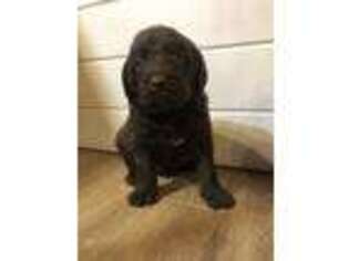 Labradoodle Puppy for sale in Clinton, TN, USA