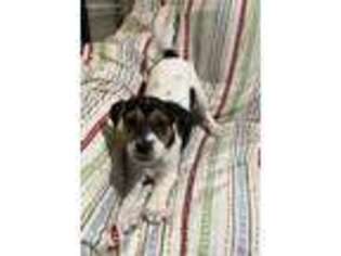Jack Russell Terrier Puppy for sale in Jasper, GA, USA