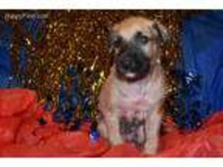 Irish Wolfhound Puppy for sale in Charleston, AR, USA
