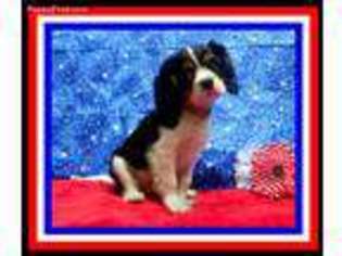 Cavalier King Charles Spaniel Puppy for sale in Barryton, MI, USA