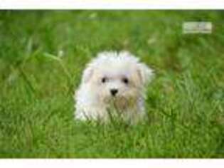 Maltese Puppy for sale in Canton, OH, USA