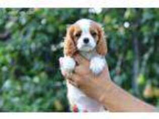 Cavalier King Charles Spaniel Puppy for sale in Appleton, WI, USA