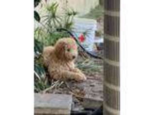 Goldendoodle Puppy for sale in Chipley, FL, USA