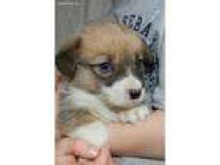 Pembroke Welsh Corgi Puppy for sale in Wetmore, CO, USA