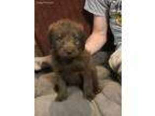 Labradoodle Puppy for sale in Centralia, KS, USA