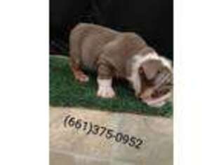 Bulldog Puppy for sale in Wasco, CA, USA