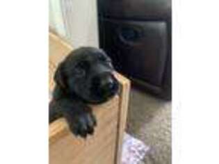 Mastiff Puppy for sale in Osceola, IN, USA