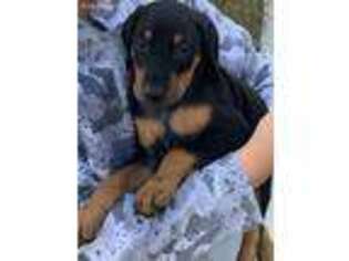 Doberman Pinscher Puppy for sale in Holmen, WI, USA