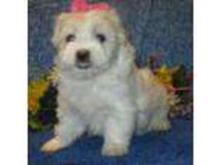 Havanese Puppy for sale in Ozone Park, NY, USA