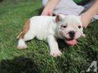 Bulldog Puppy for sale in EXETER, MO, USA