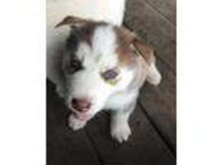 Siberian Husky Puppy for sale in Tulsa, OK, USA