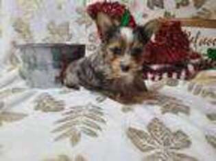 Yorkshire Terrier Puppy for sale in Austin, CO, USA
