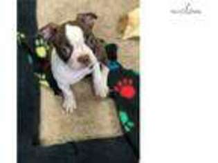 Boston Terrier Puppy for sale in Fort Lauderdale, FL, USA