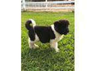 Akita Puppy for sale in West Covina, CA, USA