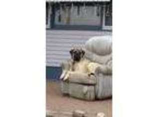 Mastiff Puppy for sale in Alcester, SD, USA